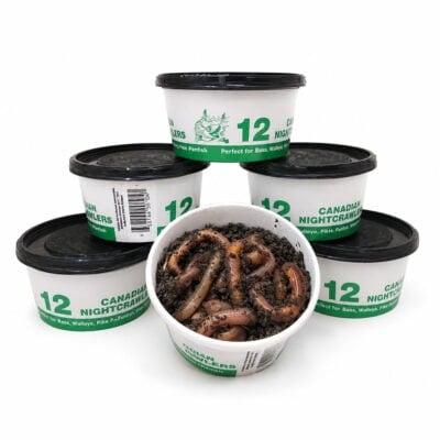 Close-up of a white container filled with live nightcrawlers worms, surrounded by five additional containers labeled "Canadian Nightcrawlers," ideal for fishing bait and outdoor activities.
