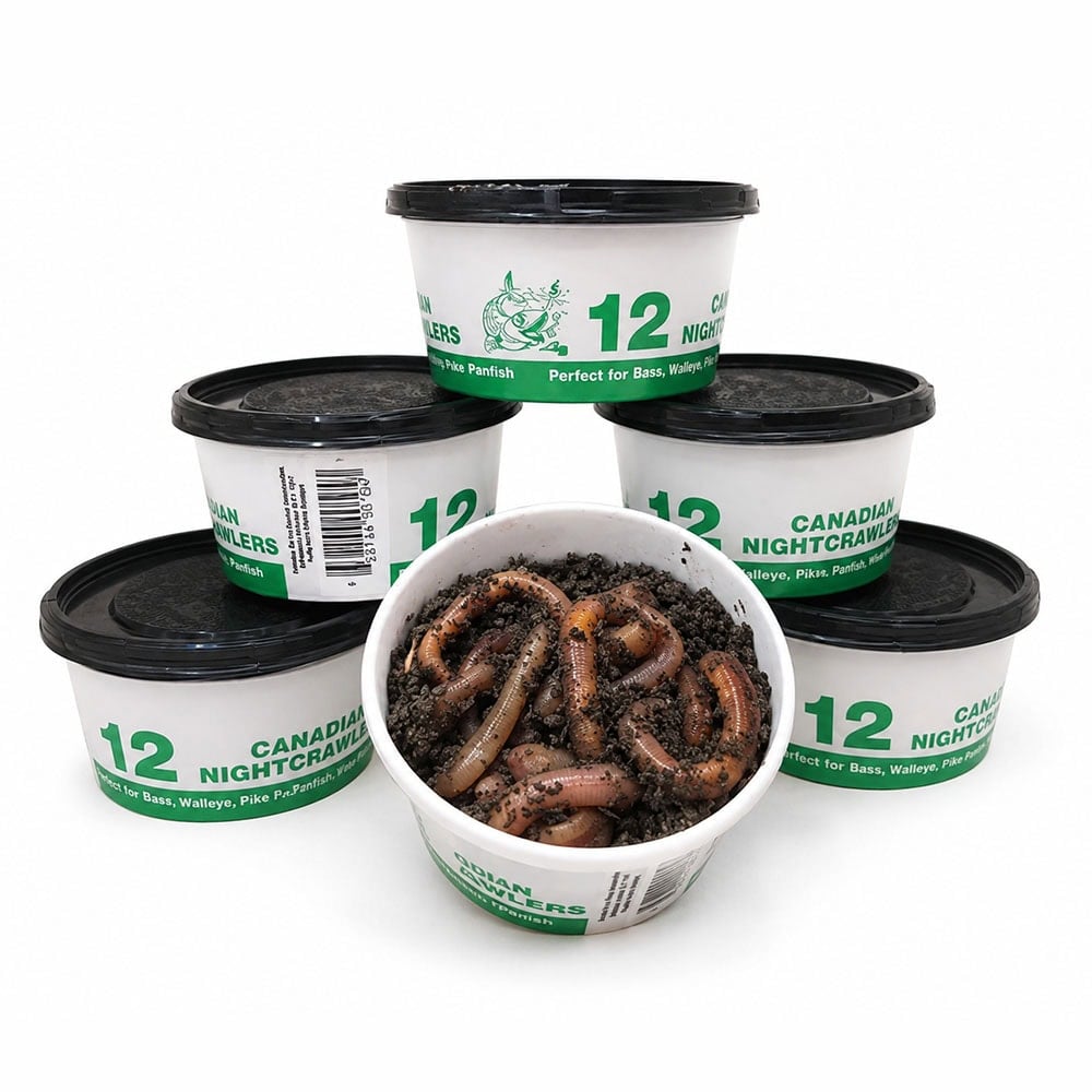 Close-up of a white container filled with live nightcrawlers worms, surrounded by five additional containers labeled "Canadian Nightcrawlers," ideal for fishing bait and outdoor activities.