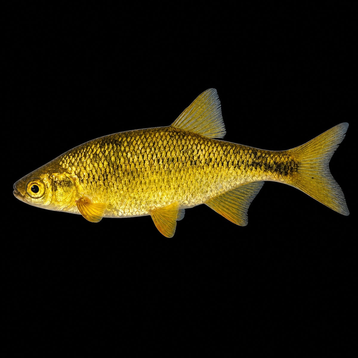 A vibrant yellow and gold fish with detailed scales swimming against a black background, showcasing its fins and streamlined body for aquatic life enthusiasts and SEO relevance.