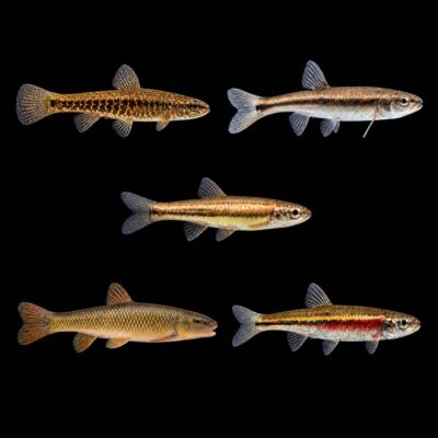 A group of five freshwater fish species, showcasing different colors and patterns, suitable for aquarium enthusiasts and fish hobbyists.