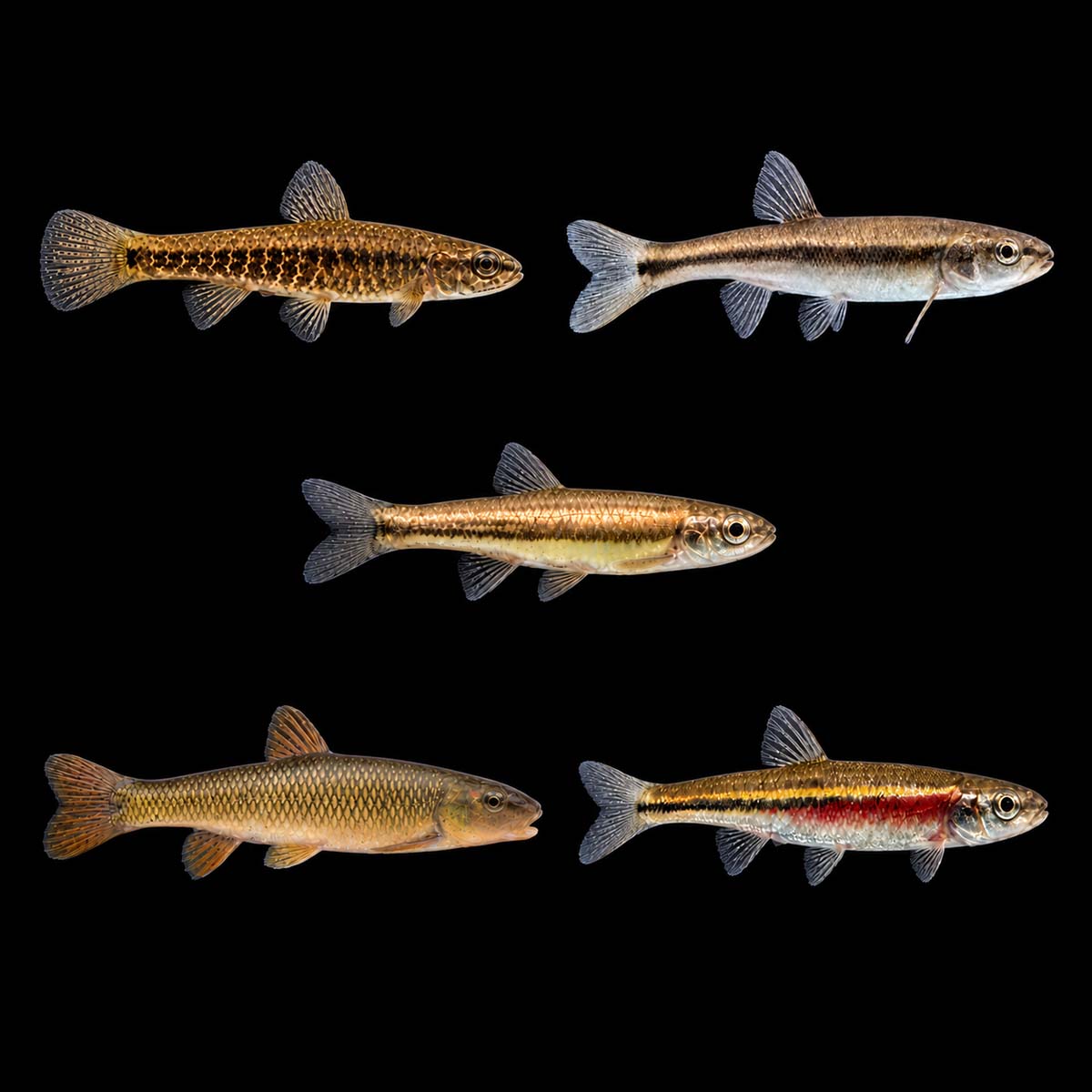 A group of five freshwater fish species, showcasing different colors and patterns, suitable for aquarium enthusiasts and fish hobbyists.