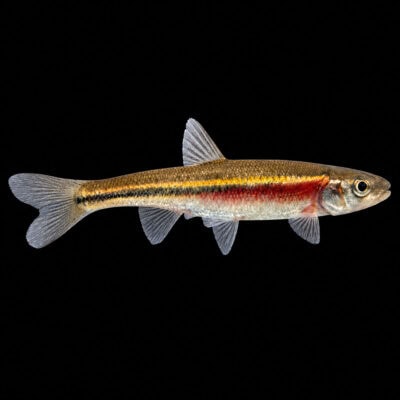 A detailed image of a small freshwater fish with a slender body, colorful stripes, and transparent fins, set against a black background for clear visibility.