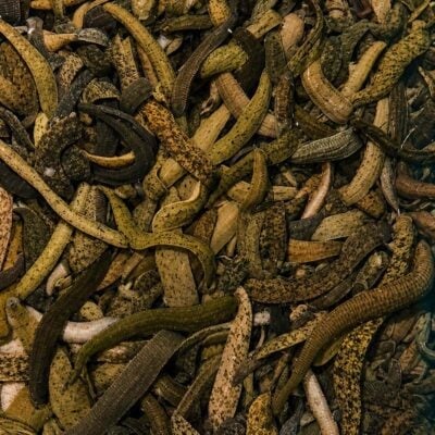 A dense cluster of small, brown, and green snakes intertwined, creating a natural, textured scene of reptile diversity.
