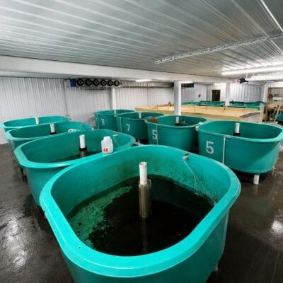 Indoor fish tanks used for aquaculture, featuring large, turquoise containers with water and aeration systems, designed for sustainable fish farming operations.