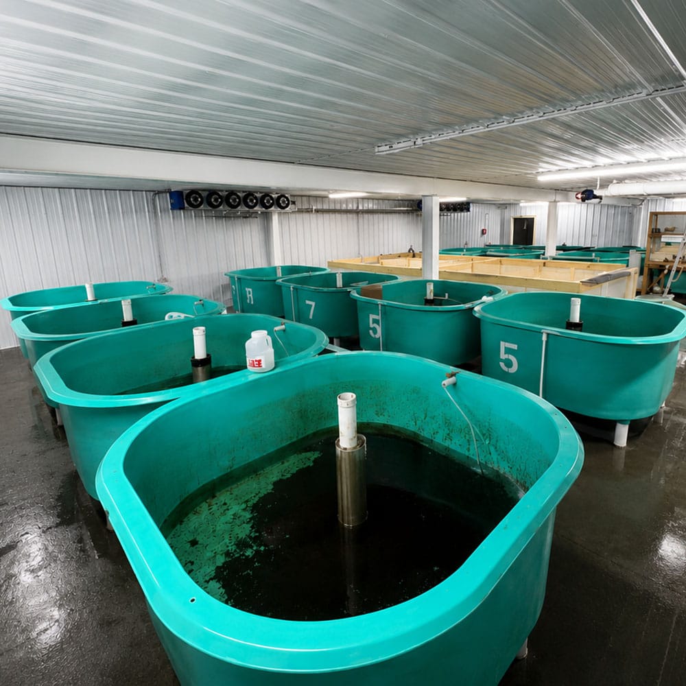 Indoor fish tanks used for aquaculture, featuring large, turquoise containers with water and aeration systems, designed for sustainable fish farming operations.
