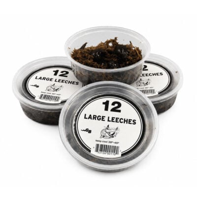 Three clear plastic containers filled with large leeches, ideal for fishing bait, labeled with "12 Large Leeches" and a fish illustration, keep cool at 38-45°F.