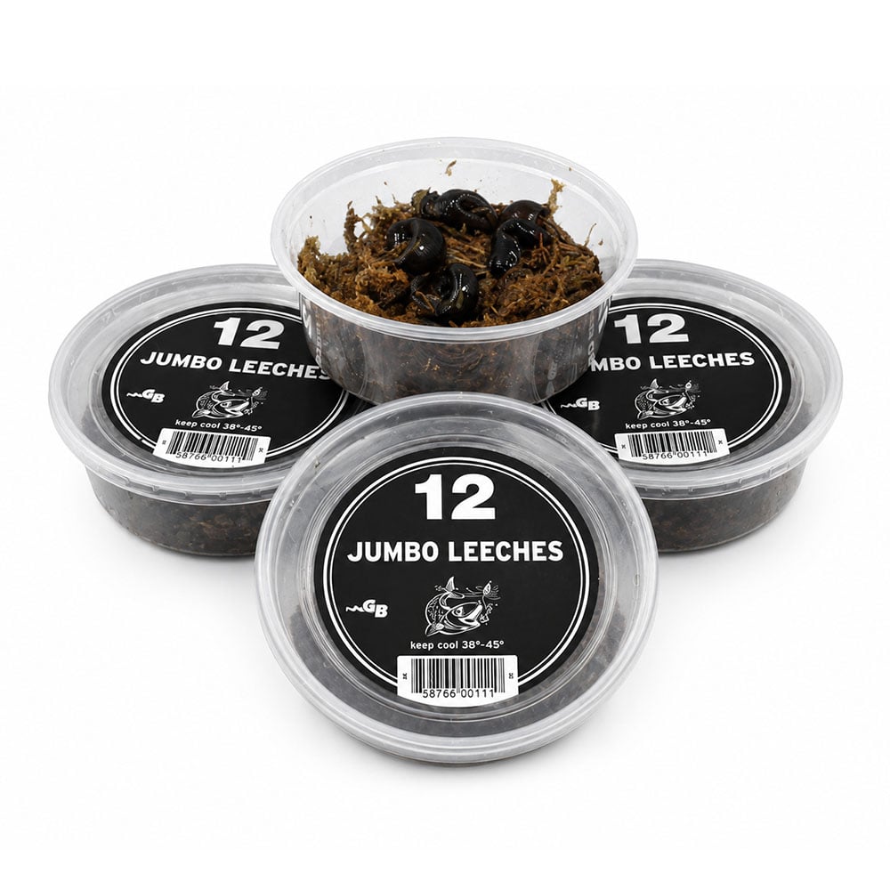 Close-up of a small plastic container filled with live jumbo leeches, used as fishing bait, with three additional containers labeled "12 Jumbo Leeches" in the background.