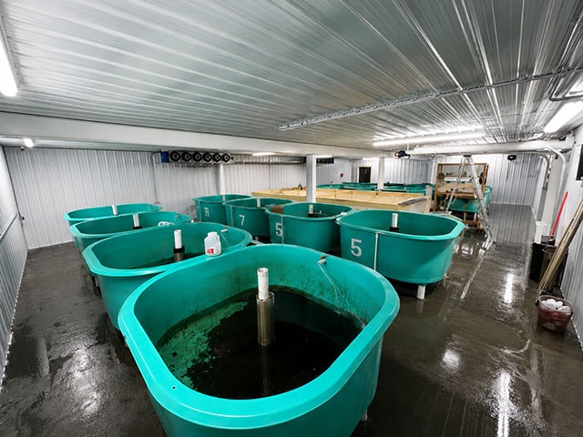 Indoor aquaculture tanks filled with water for fish farming, organized in rows inside a clean, well-lit facility with a metal ceiling and reflective flooring.