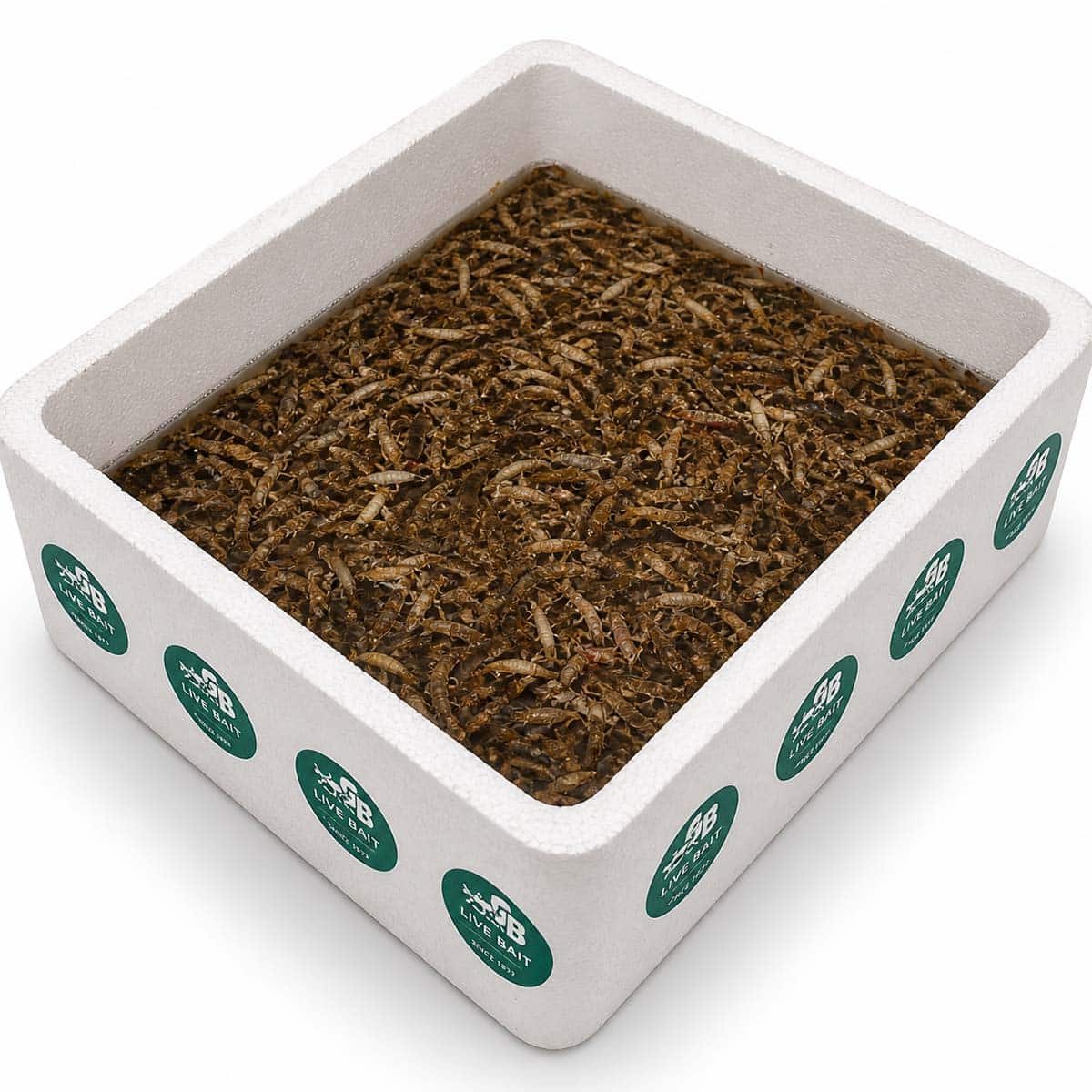 A white foam container filled with organic mushroom growing substrate, containing a dense layer of mycelium ready for mushroom cultivation, ideal for home or commercial mushroom farming.