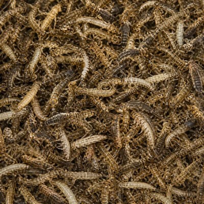 Close-up of numerous small mealworms, a popular choice for fishing bait and reptile or bird pet diets, showcasing their segmented bodies and natural coloration.