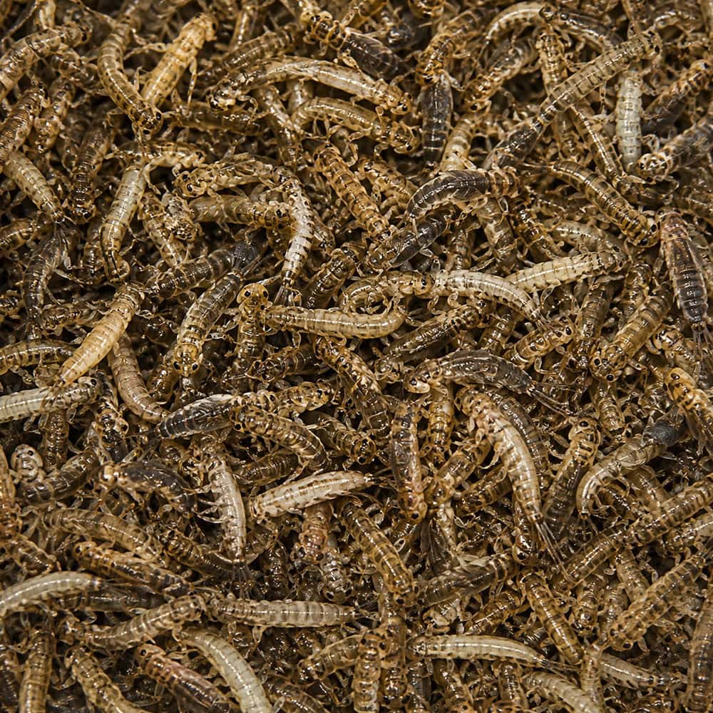 Close-up of numerous small mealworms, a popular choice for fishing bait and reptile or bird pet diets, showcasing their segmented bodies and natural coloration.