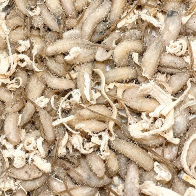 Close-up of dried worms, ideal for fishing bait, showing their textured, curled appearance and light beige color, ready for use in fishing activities.