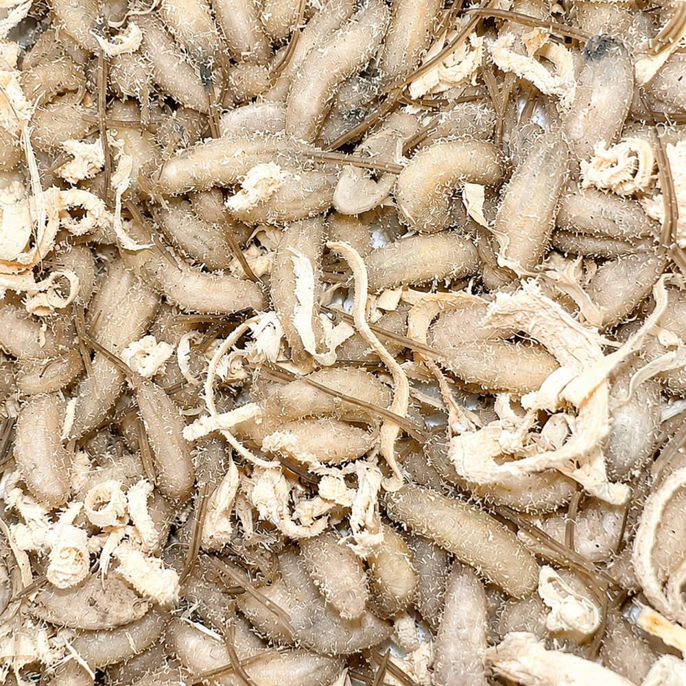 Close-up of dried worms, ideal for fishing bait, showing their textured, curled appearance and light beige color, ready for use in fishing activities.