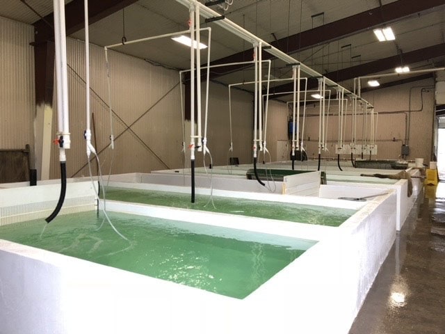 View of multiple large white industrial dyeing tanks filled with green liquid, used for textile dyeing processes at Gollon Brothers manufacturing plant, showcasing advanced dyeing technology.