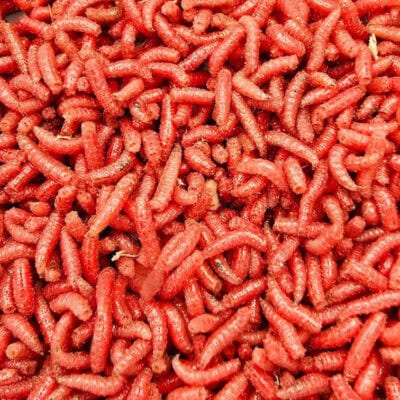 Close-up of red plastic fishing worms, used as bait, showing detailed texture and vibrant color.