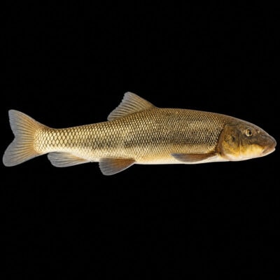 A detailed image of a freshwater golden fish with scales, fins, and a streamlined body, set against a black background, ideal for aquarium or fishing enthusiasts.