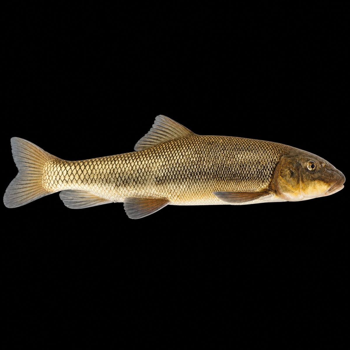 A detailed image of a freshwater golden fish with scales, fins, and a streamlined body, set against a black background, ideal for aquarium or fishing enthusiasts.